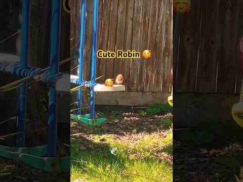 Cute 🥰 Robin on the playground 🛝 🕊️#shortsvideo #robin #birds #wildlife