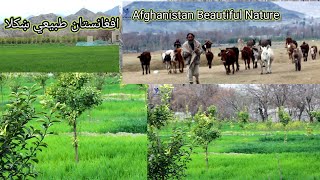 افغانستان طبیعی ښکلا| Enjoy Beautiful Nature Of Afghanistan | With Rural Life  #15