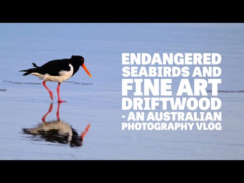 Endangered Seabirds and Fine Art Photos on an Australian Beach - Fujifilm X-T4 | Photo Vlog #31