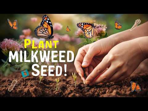 How to Plant Milkweed Seeds for a Butterfly-Friendly Garden | Step-by-Step Guide!