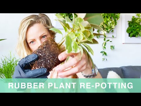 Repotting Rubber Plant Into Lechuza Planter - Green Moments With Juliette Ep #15