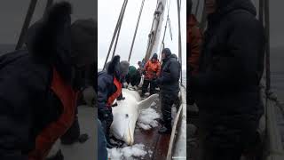 Dolphin Fishing Operation on Deck#Marine Management#Deck Operation#Dolphin Fishing