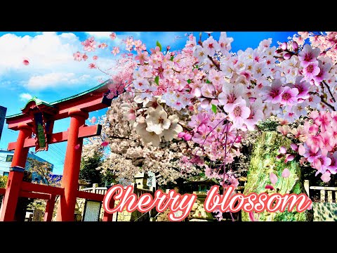 Cherry blossom in Japan 2021年　花見 in full bloom さくら🌸🌸🌸  cherry blossom