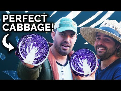 HUGE Cabbage, Beet, & Kale Harvest!