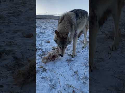 #wolf is healing from the bitten wounds