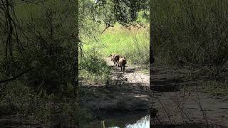 Warthogs on the move #nature #wildlife #animals