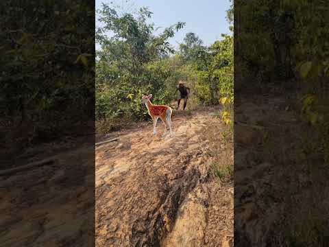 Little Deer_missing_in jungle 🦌😱 #junglewildlife #deer #yiutubeshort #wildlife #viralshorts #trend