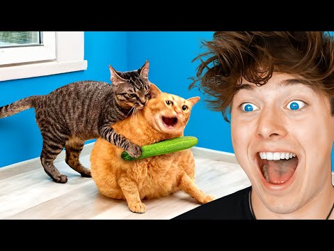 World's Funniest Animals!