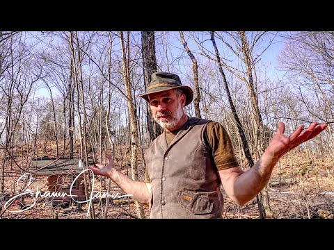 Cutting Down my Maple Sugar Bush to Make it Better