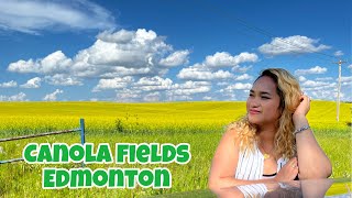 Canola Fields Edmonton | Alberta | Canada | July #canolaflowers #shorts #shortsvideo