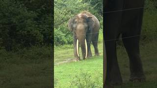 Wild elephant (Tusker) in Sri Lanka 🐘🌳💛 #travel #nature #travelvlog #elephant #wildelephant