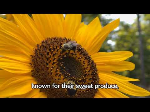 Unbelievable Bee Facts You Never Knew