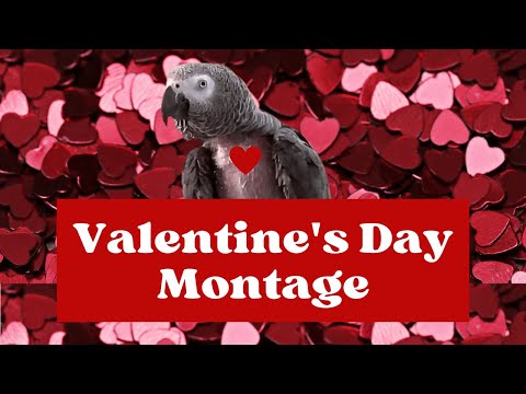 Einstein’s Valentine’s Day Special – Kisses, Love & a Little Mischief!