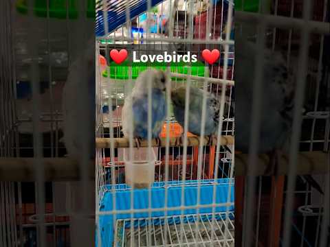 #lovebirds #love #birds #birdslover #song #lovesong #cute #cutebirds #music #shortsvideo #instareels