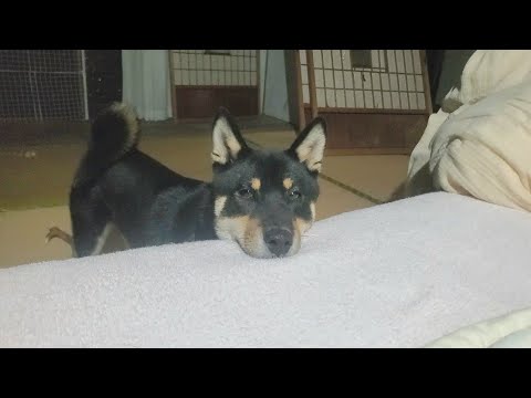 一緒に寝ていい？って聞いてくる柴犬が可愛すぎる