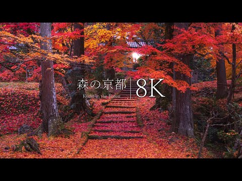 [Forest Kyoto] Ryuonji Temple and 5 hidden spots for autumn leaves - JAPAN in 8K