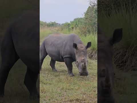 Rhino Tracking! ￼ #WildlifeAdventure #Conservation #ExploreWithUs #VibrantHolidaySafaris #Wildlife