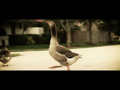 WTFLOL - Killer Geese