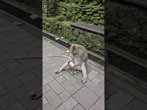 사과먹는 원숭이 발리 몽키포레스트 monkey forest in bali