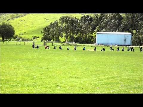 Farm dog race .