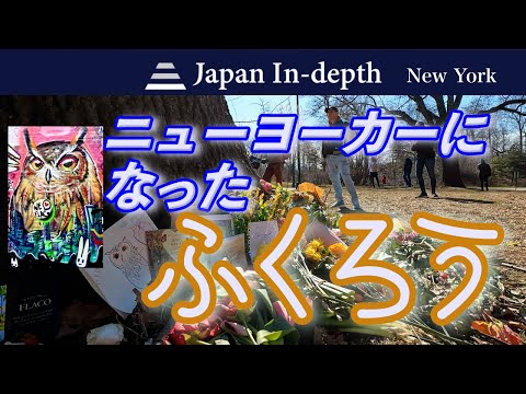 「真のニューヨーカー」自由を手に入れたフクロウに人びとは涙する【二ューヨーク在住ビデオグラファー柏原雅弘氏の最新映像リポート】