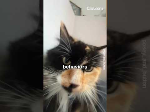 The weirdest cat behaviours explained! #Shorts #catvideos #catbehavior