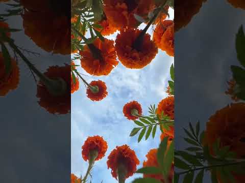 The King of flowers Marigold #beautyofflowers #rojamoviesong #goodvibes #shortvideo #ytshort