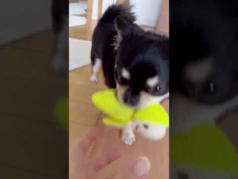 プピプピが得意技のうちのチワワ#shorts #dog #chihuahua #pets #チワワ