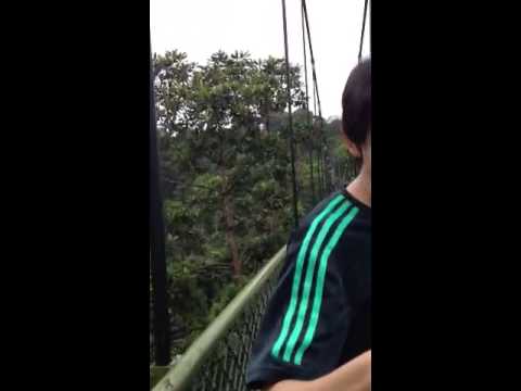 Tree Top Walk 1 of 2