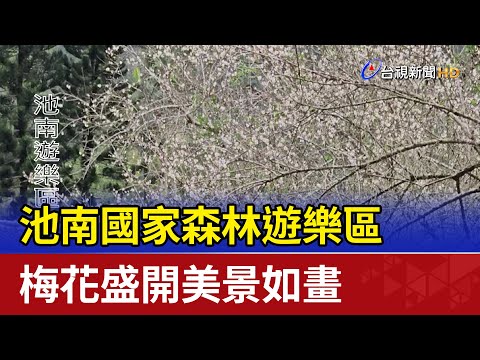 池南國家森林遊樂區 梅花盛開美景如畫