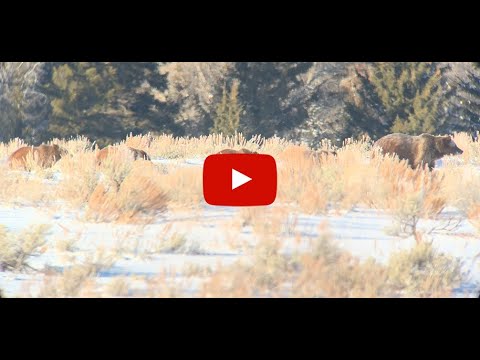 Late December sighting of Grizzly 399 and 4 Cubs!