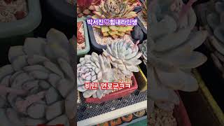 #시나브로 (육이랑냥이랑)#다육집사 #냥이집사  #괴물 먼로 #박서진 #힘내라인생