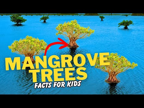 What are Mangrove Trees? (Facts For Kids)