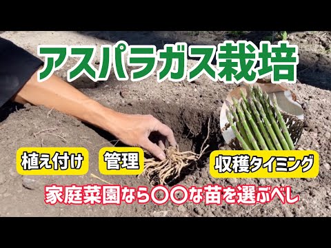 【野菜】アスパラガスの栽培方法を解説！