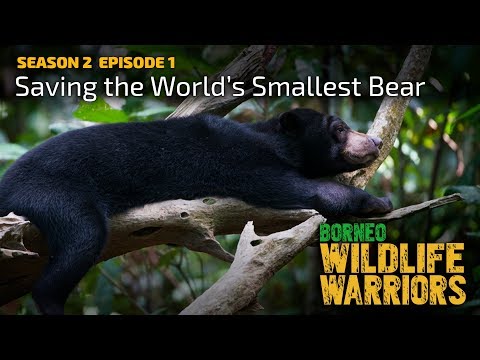 Saving the World’s Smallest Bear | Borneo Wildlife Warriors | S02E01 | [UHD/4K] | SZtv