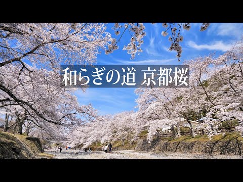 和らぎの道(七谷川沿い)の桜【京都桜の名所】Cherry blossoms