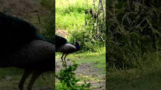 Peacock call display and dance #shorts #birdcalls #bbcearth #urbanwildlife #natgeowildlife #birds