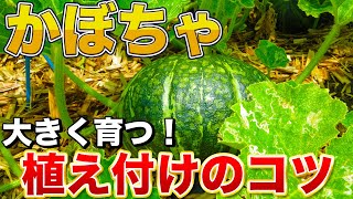 【かぼちゃ栽培】植える向きには要注意！最初で決まる、かぼちゃの植え付け方法！（家庭菜園）