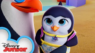 Best Feathered Friends | T.O.T.S. | @disneyjr