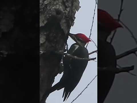 Mindful Woodpecker #birds #Woodpecker #wildlife #shorts