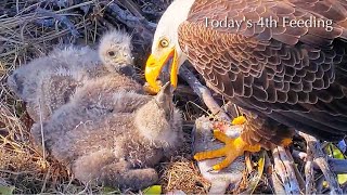 #191🦅Captiva Eagle Nest／Clive💗Connie／Window To Wildlife／Captiva Eagle Cam | 4K PTZ | Connie & Clive