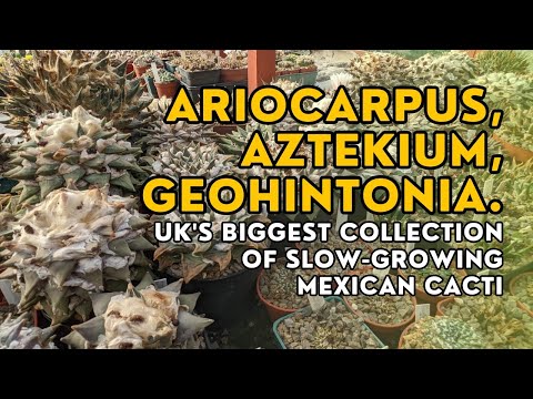 CACTUS QUEST! Inside the greenhouse housing the UK's biggest collection of ariocarpus & aztekium