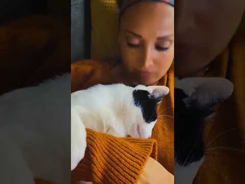 cat vs kisser #shorts #cat #funnycats #pets