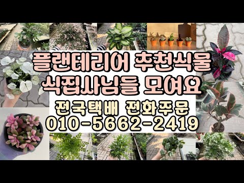 플랜테리어 추천식물들! 식집사님들 모여요!