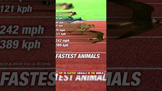 Top 10 fastest animals in the world 🌎   #falcon #cheetah #sailfish #horse #fish #rabbit #shortvideo