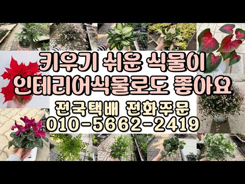 키우기 쉬운 식물이 인테리어식물로도 좋아요