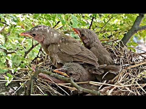 Baby wild birds are crawling outside the nest in search of food @BirdPlusNest