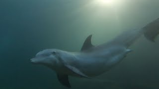 Awesome Dolphin Birth Video at Dolphin Quest Hawaii!