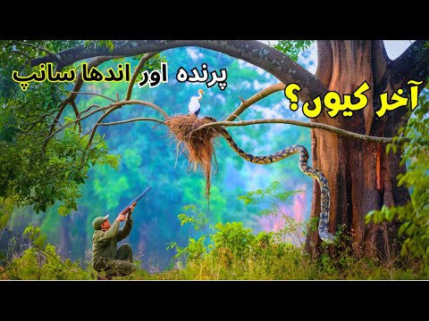 Parinda or Andha Saanp | پرندہ اور اندھا سانپ | Urdu Stories Hindi Story Islami Story Painsra TV