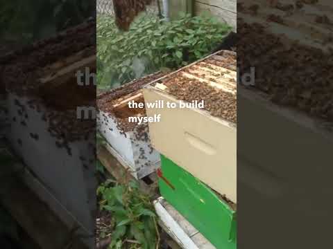 Beekeeper's Heartbreak: The Unfortunate Tale Of A Failed Hive